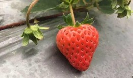 草莓国产视频,探寻本土草莓种植的魅力与风采