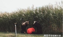 国产伊甸园,探寻东方梦幻乐园的奇幻之旅